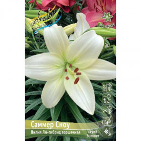 Саммер Сноу 10/12 (ЛА низк.) 5шт