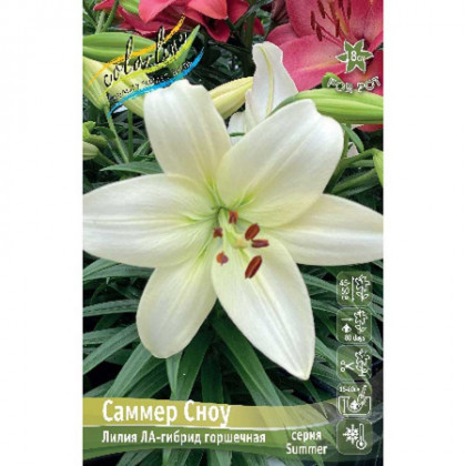 Саммер Сноу 10/12 (ЛА низк.) 5шт