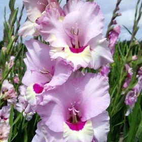 Замора 10/12 8шт