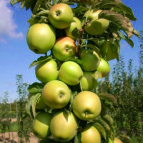 Икша колонновидная 1шт