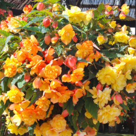 Иллюминейшн Априкот 3шт