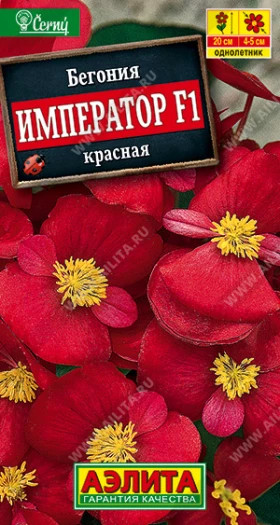 Император вечноцветущая красная Ц(А)