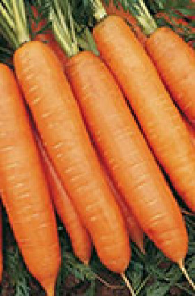 Морковь Кордоба F1 Каприс 20*0,5 гр.