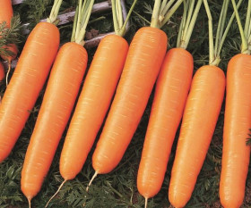 Морковь Найроби F1 Каприс  20*1 гр.