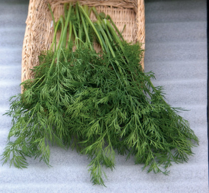 Аллигатор 25гр\ Поиск