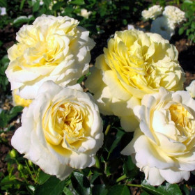 Патриция Кент (ЗКС) ЖИЛЯК