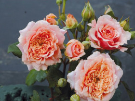 Фестиваль де Жардам де Шомон (ЗКС) ЖИЛЯК