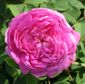 Центифолия Мускоза (ЗКС) ЖИЛЯК