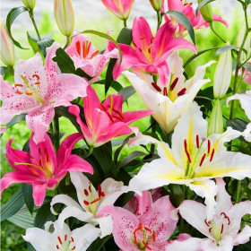 Трио Микс (вост) 3шт