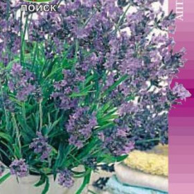 Услада декор-ая Б(Поиск)