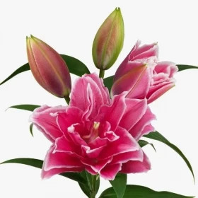 Roselily Матильда 12/14 (вост.махр) 5шт