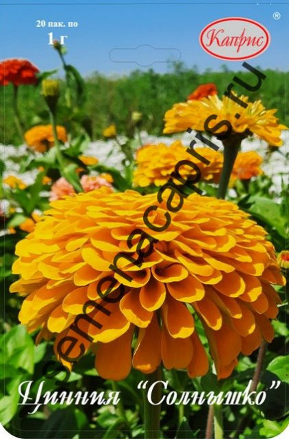 Цинния Солнышко Каприс