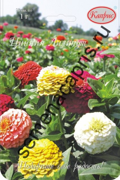 Цинния Лилипут смесь Каприс