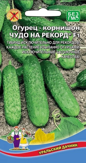 Чудо на рекорд Ц(УД) огурец