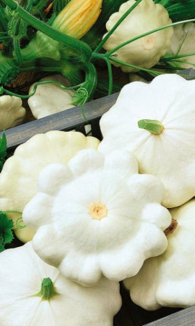 Снежная королева Ц(УД) ШТВ