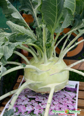 кольраби Русский размер Ц(Н)