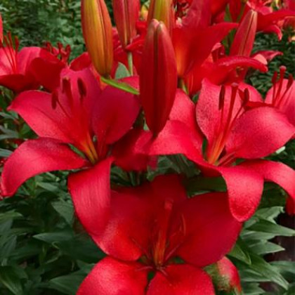 Кандинский 12/14 (ЛА) 7шт