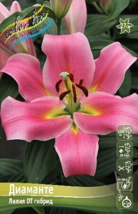 Диаманте 12/14 (ОТ) 5 шт