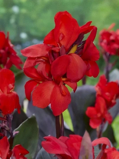 Шайнинг Скарлет (кор.л.) 1шт