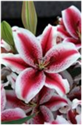 Спешл Ньюс (вост)  5шт