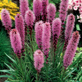 Спиката  5шт