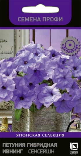 Ивнинг Сенсейшн Ц(Поиск)