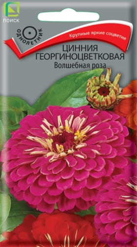 Волшебные Роза Ц(Поиск)