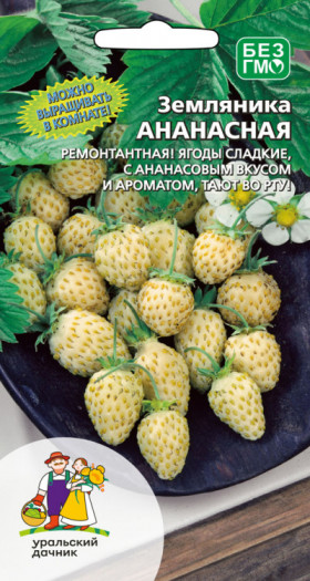 Ананасная ремонтантная Ц(УД)
