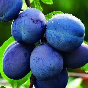 Стартовая 1шт Поиск