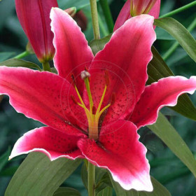 Чартвелл 12/14 (вост) 5шт