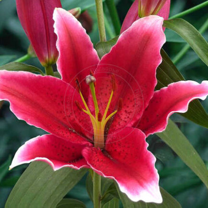 Чартвелл 12/14 (вост) 5шт