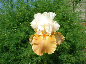 Амброзия герм 1шт