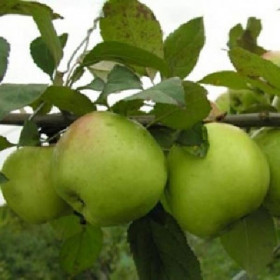 Соколовское карл. 1шт