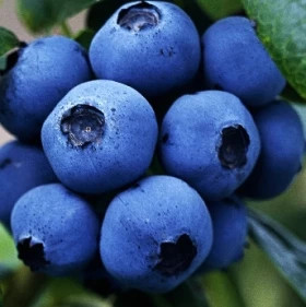 Спартан 1шт Поиск