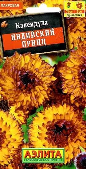 Индийский принц,махровая Ц(А)