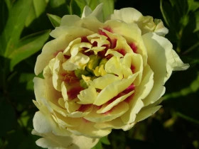 Йеллоу Краун (ИТО) 1шт