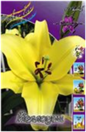 Йеллоуин 12/14 (ОТ) 5шт