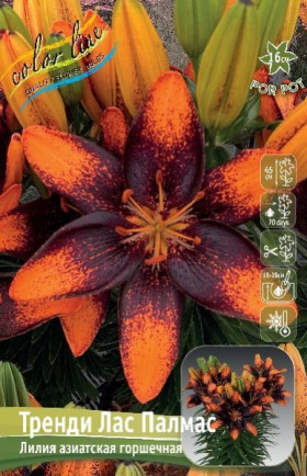 Тренди Лас Палмас 10/12 аз. 7шт