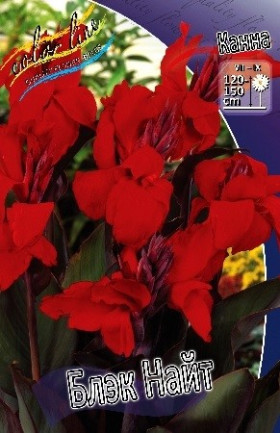 Блэк Найт 1шт