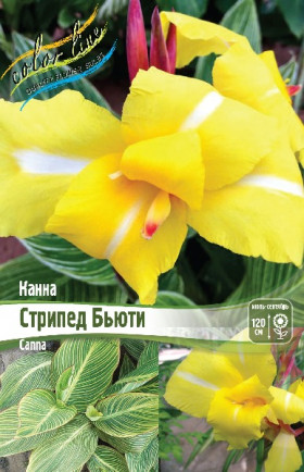 Стрипед Бьюти 1шт