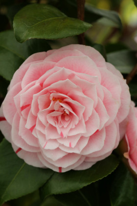 Бономиана японская 1шт Поиск