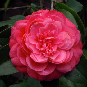 Леди Кэмпбелл японская 1шт Поиск