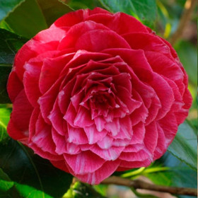 Принцесса Бачиокки японская 1шт Поиск