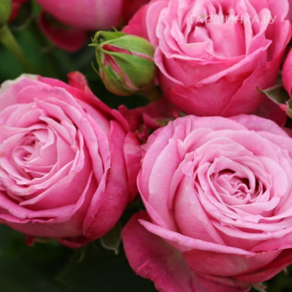 Леди Бомбастик (ЗКС) ЖИЛЯК