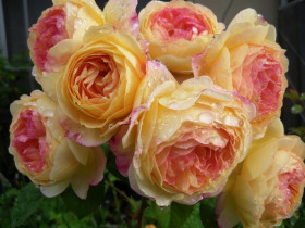 Розоман Жанон (ЗКС) ЖИЛЯК