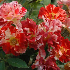 Саммер Лодж (ЗКС) ЖИЛЯК