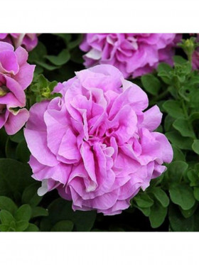 Дуо (100шт) Лавендер махровая