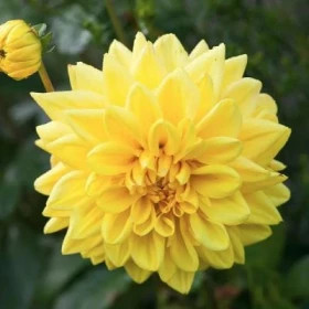 Голден Эмблем 1 шт