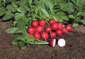 Ровер F1 50шт/Элитные семена