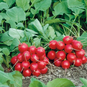 Филипар F1 100шт/Элитные семена